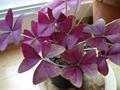 oxalis triangularis,love plant,purple shamrock,triangularis